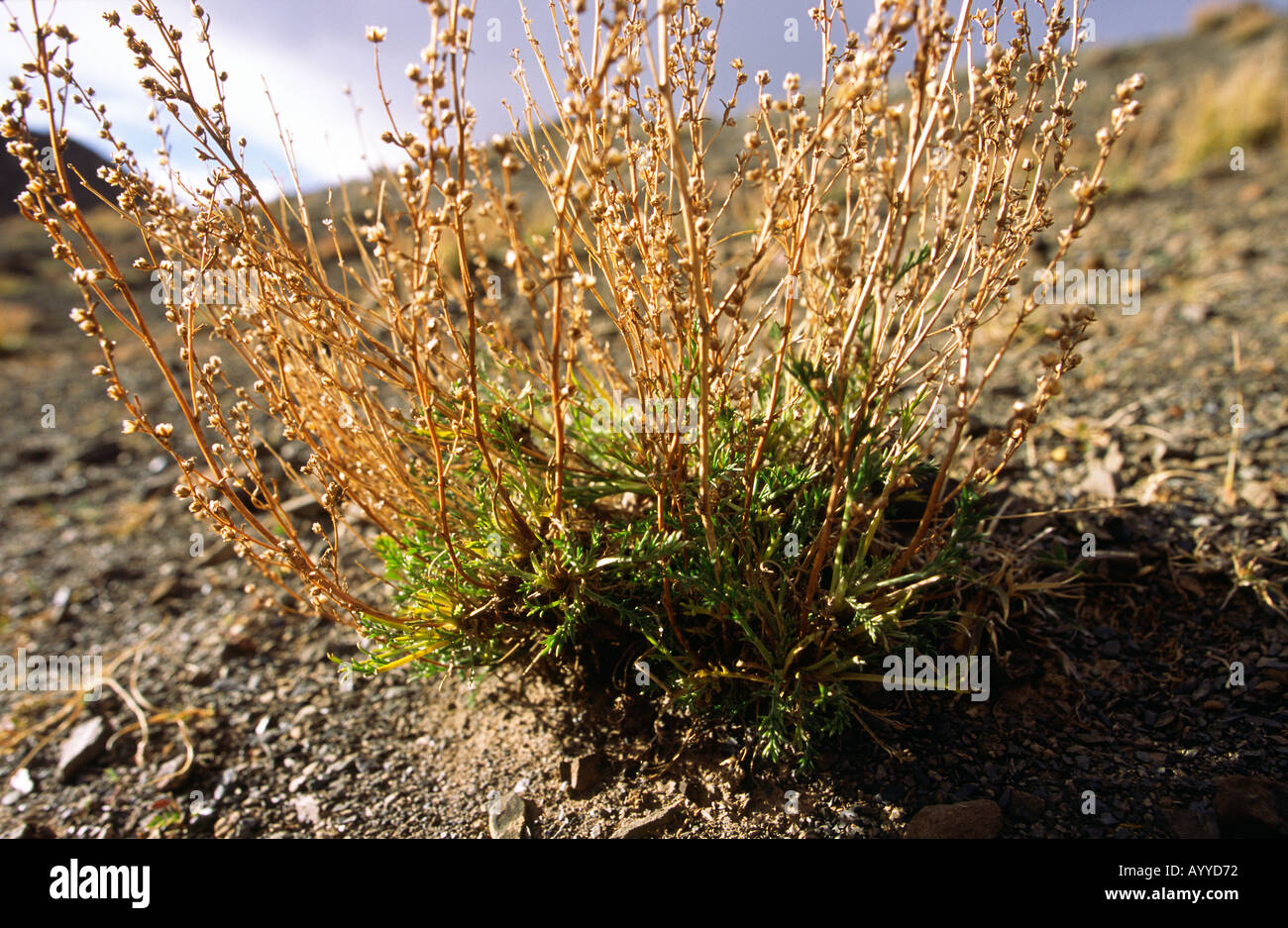 Einem gut verwurzelte Busch Wildpflanze auf der steinigen kargen Erde außerhalb Schuss im Laufe des Tages Tibet China Asien Stockfoto