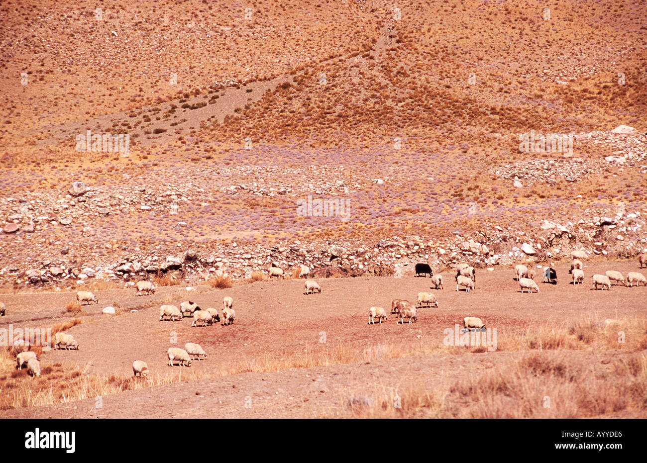 Fast völlig karge Bergtal aufgrund der Wetter- und Höhenlage eine große Herde von Schafen auf letzten Rasen Tibet Begrünung Stockfoto