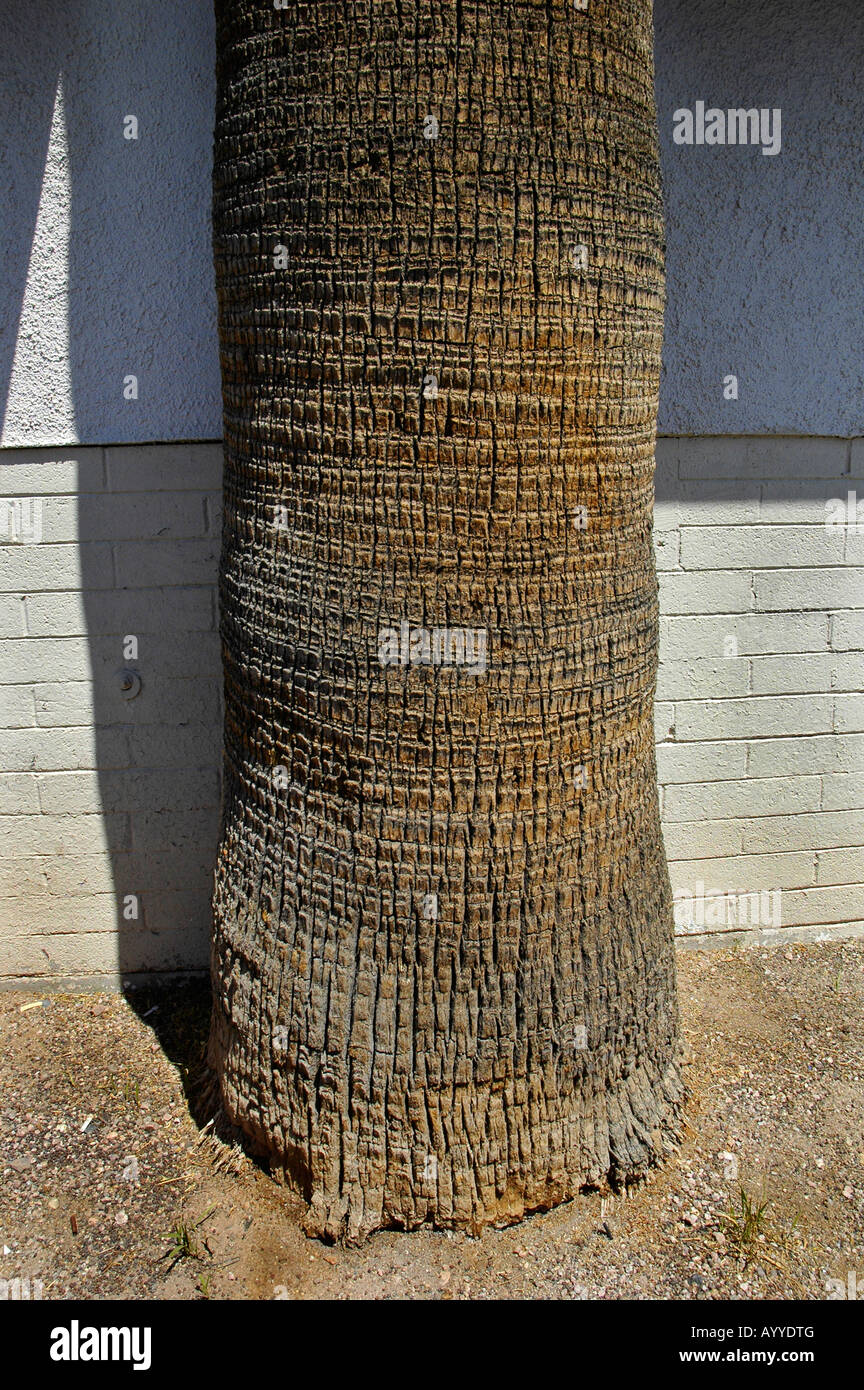 Palm-Baumstamm neben Gebäude Tempe AZ Stockfoto