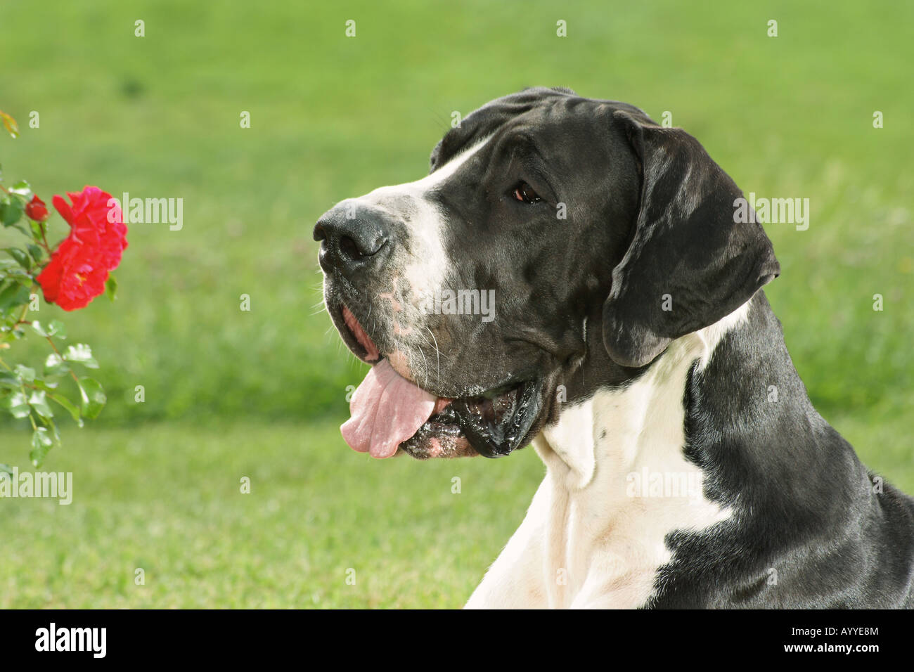 Deutsche Dogge - Porträt Stockfoto