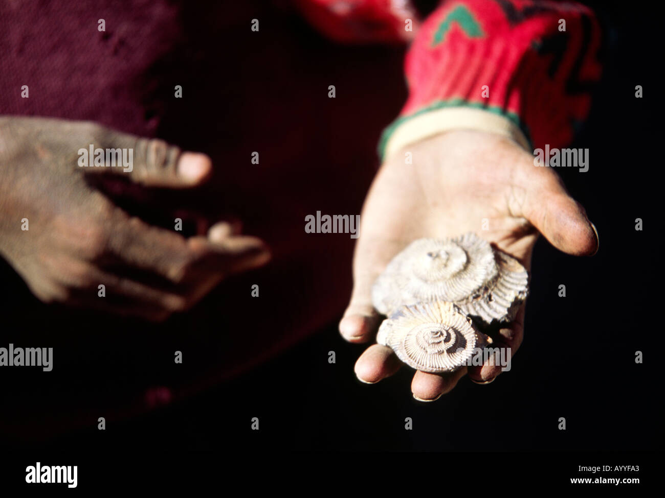 Ein Par des schmutzigen Form Staub Händen mit alten steinernen Fossilien Tibet China Asien Stockfoto