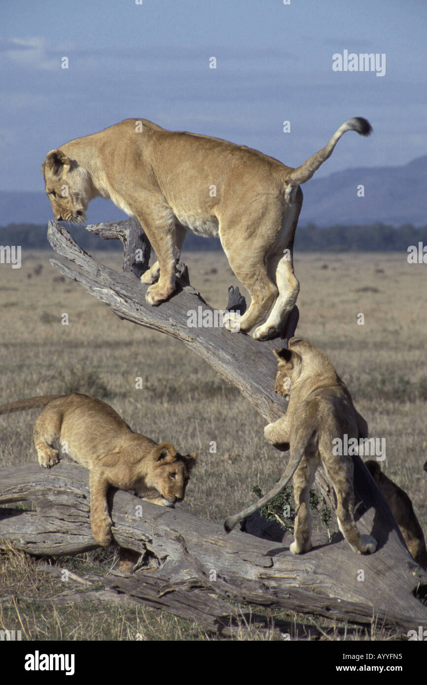 Löwe (Panthera Leo), Löwin mit zwei jungen stehen auf toter Baum, Kenia, Masai Mara Wildlife Reservierung Stockfoto