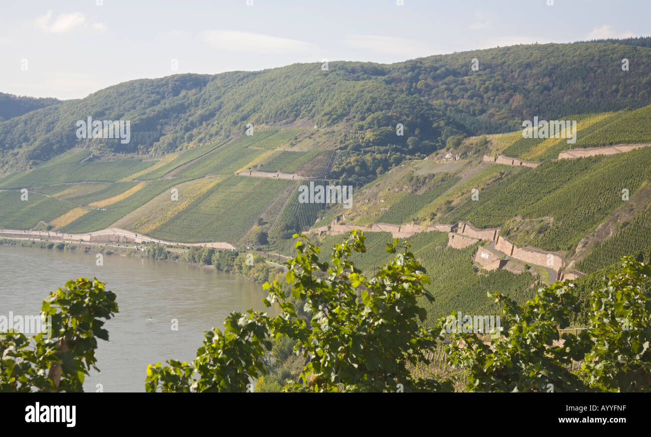 Der "Bopparder Hamm" Weinbauregion an den Ufern des Rheins im deutschen Mitte-Rheintal Stockfoto