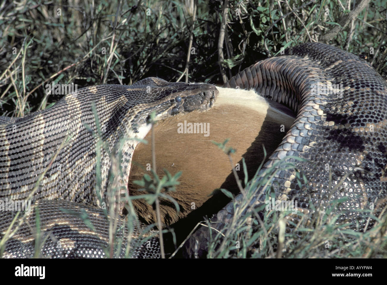 Afrikanischen Python Wasser Python, African rock-Python (Python Sebae), Fütterung auf Impala, Kenia, Nairobi NP Stockfoto