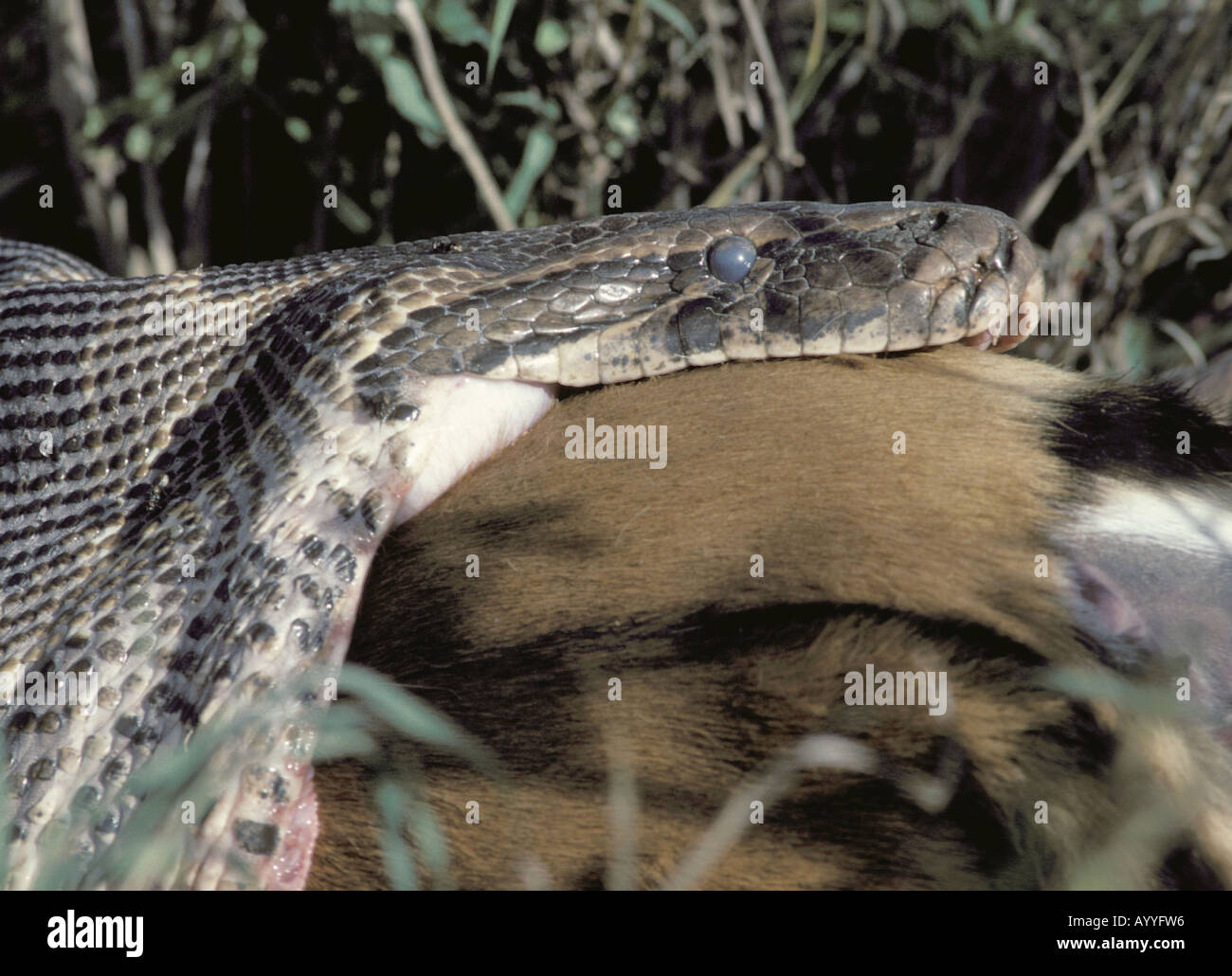 Afrikanischen Python Wasser Python, African rock-Python (Python Sebae), Fütterung auf Impala, Kenia, Nairobi NP Stockfoto