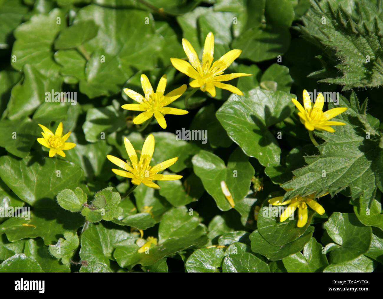 Kleinen Schöllkraut Ranunculus Ficaria Butterblume Stockfoto