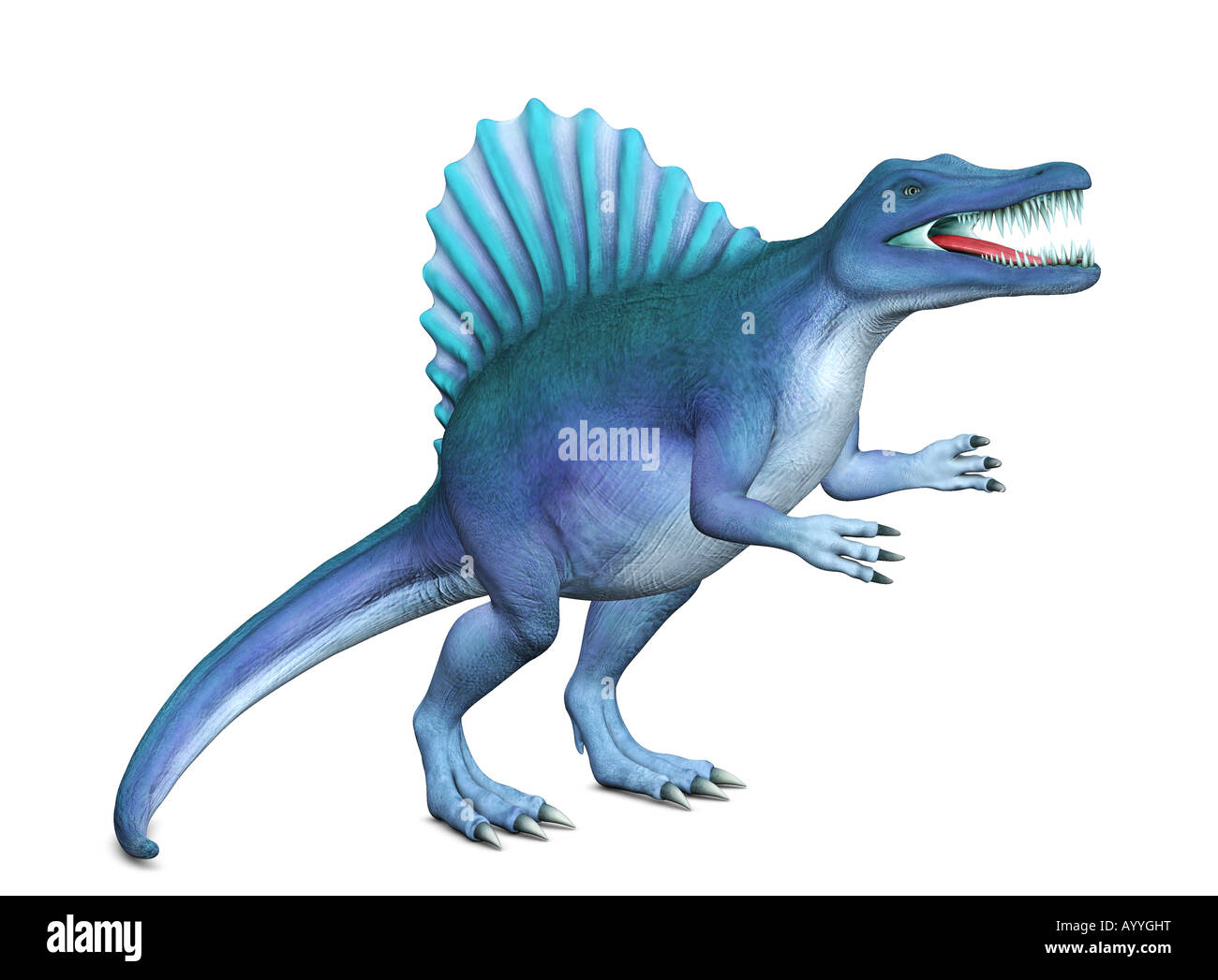 Spinosaurus mit 3DAnwendungen erstellt. Spinosaurus ist eines der späten Kreidezeit Dinosaurier