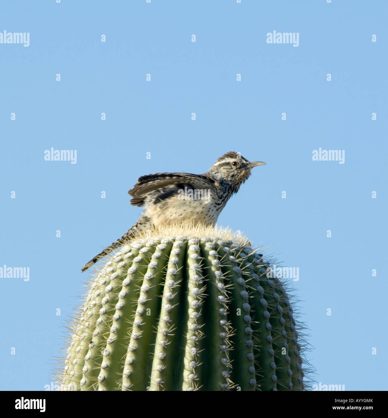 Cactus Wren Campylorhynchus Brunneicapillus Arizona USA Stockfoto