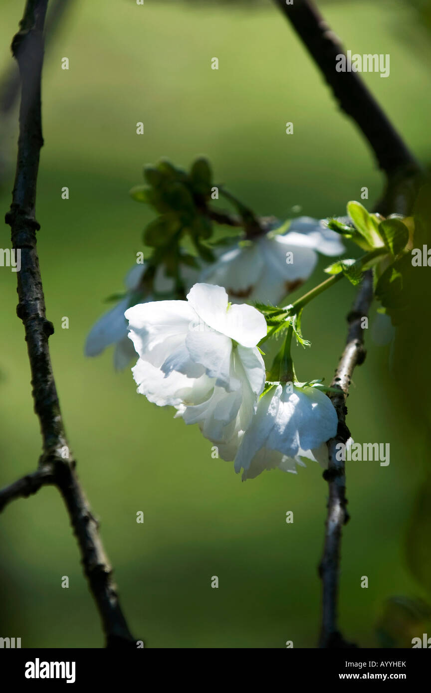 Prunus Shirotae. Shirotae Kirsche Baum Blüte. Mount Fuji Kirschbaum Stockfoto