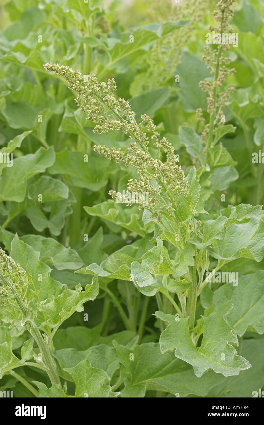 guter Heinrich, mehrjährige Gänsefuß (Chenopodium Bonus-Henricus), blühen Stockfoto
