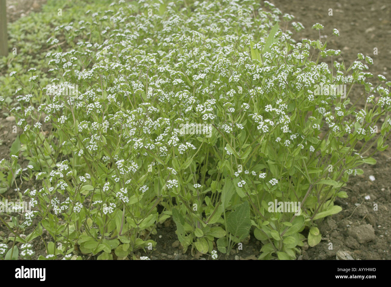 gemeinsamen Cornsalad, Feldsalat, europäischen Cornsalad (Valerianella Locusta), blühen Stockfoto