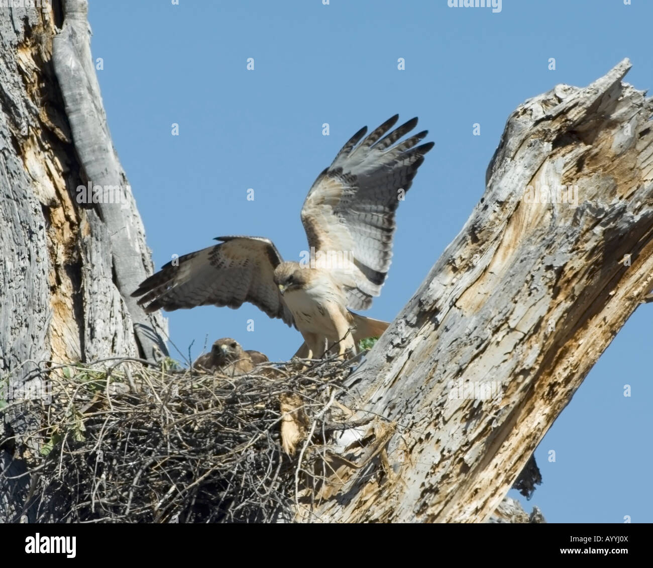 Brtc Hawk Red tailed hawk -Fotos und -Bildmaterial in hoher Auflösung – Alamy