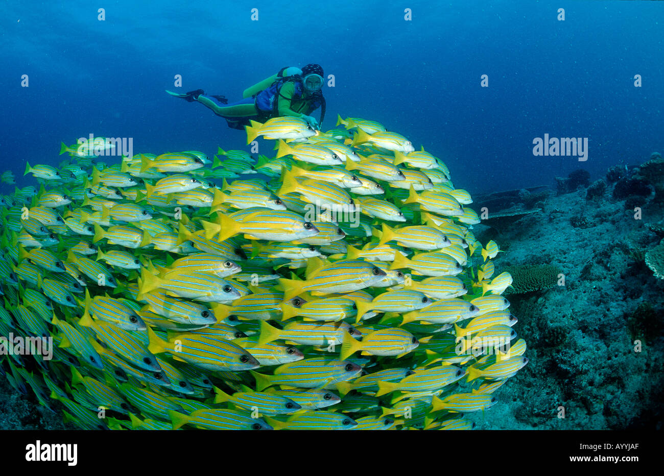 Schule Fivelined Snapper und Taucher Lutjanus Quinquelineatus Malediven-Inseln-Indischer Ozean-Ari-Atol-Atoll Stockfoto