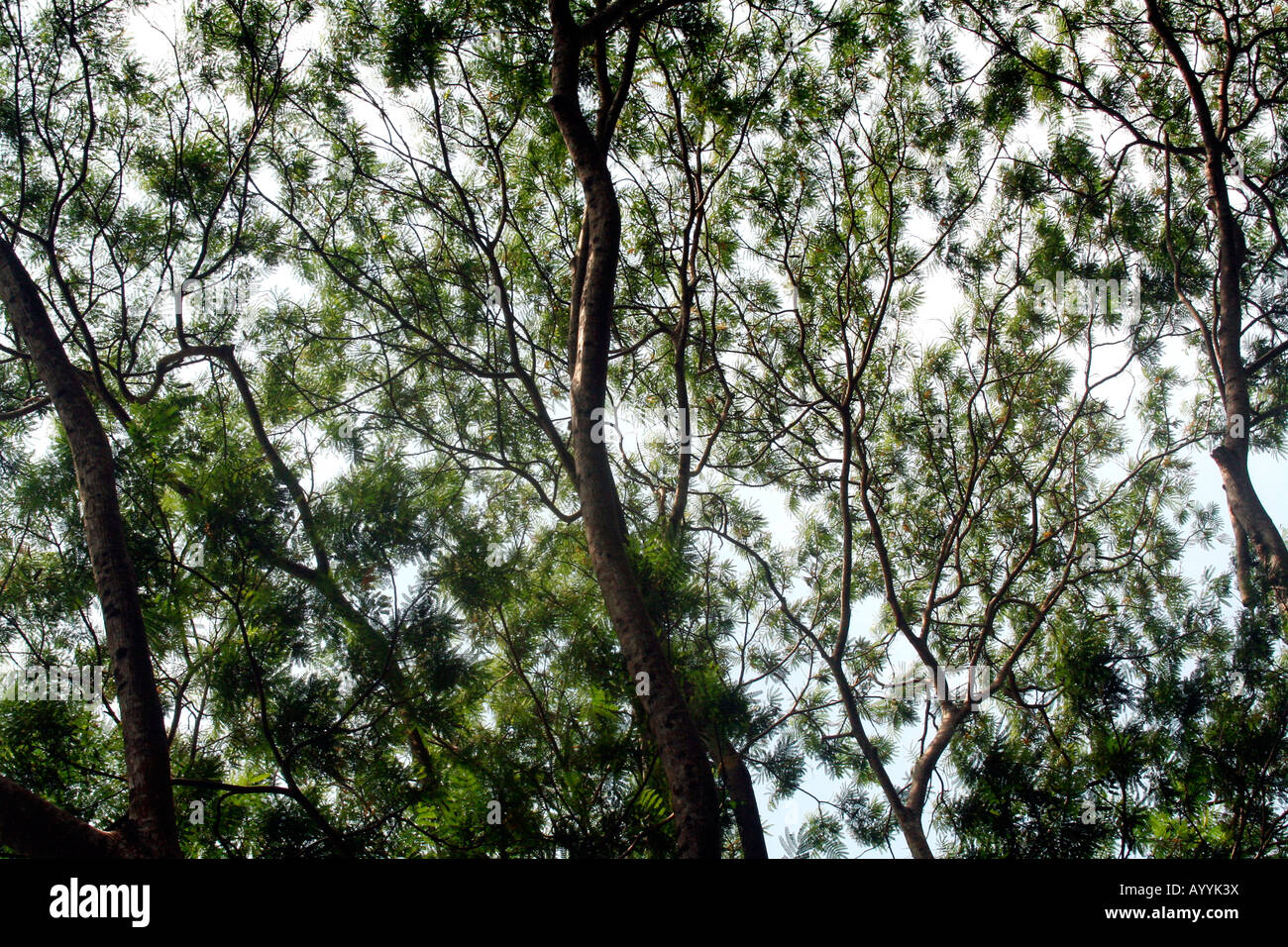 Baum Blätter, Zweige und Blätter bilden eine feine Guaze wie Netzwerk in den Baumkronen Stockfoto