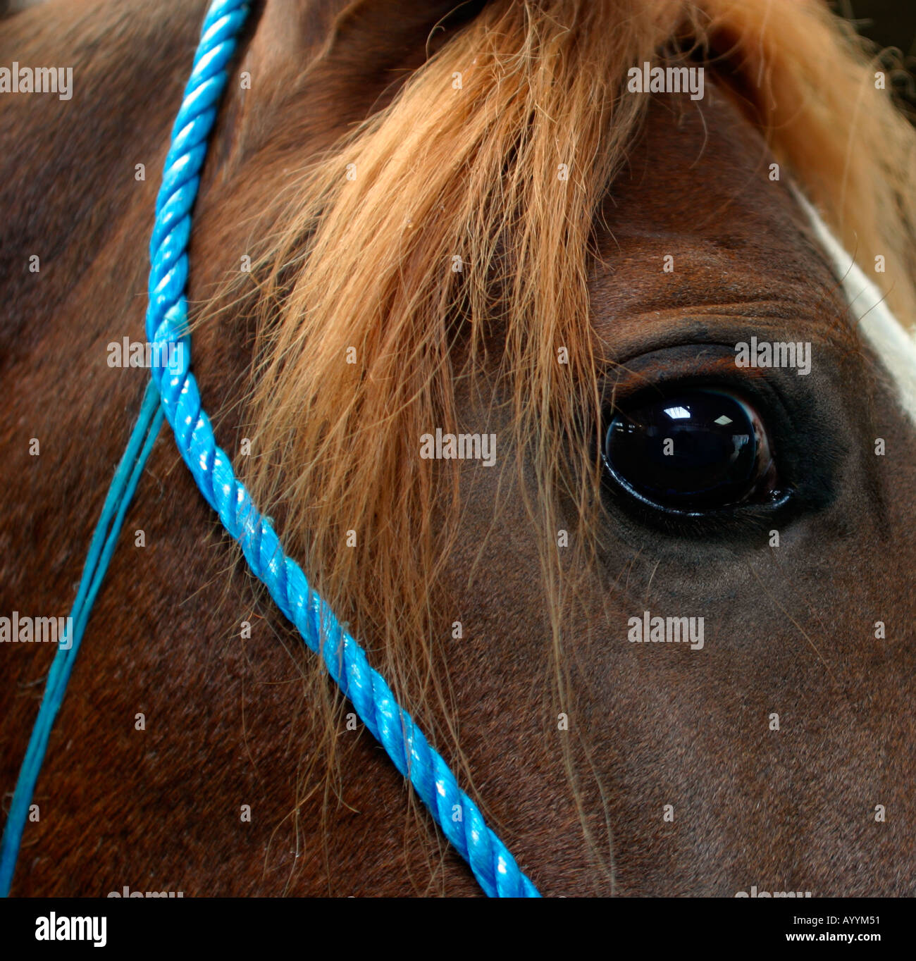 Nahaufnahme von Pferdenkopf und Auge. In der Hoffnung, jemandes Aufmerksamkeit. Stockfoto