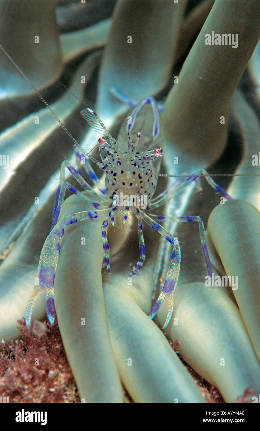 Partner-Garnelen auf Snakelocks Anemone Periclimenes Sagittifer Mittelmeer Kroatien Istrien Stockfoto