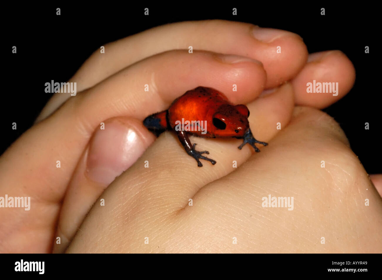 Strawberry poison Frog, Dendrobates Pumilio, Tieflandregenwald costarica in die Hand einer person Stockfoto