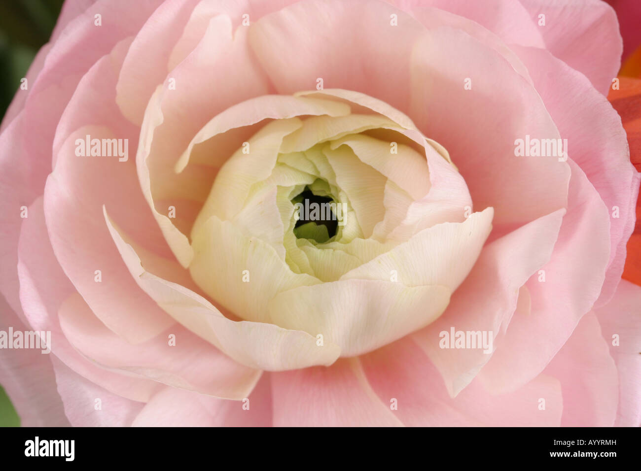 Nahaufnahme einer rosa Blume Stockfoto