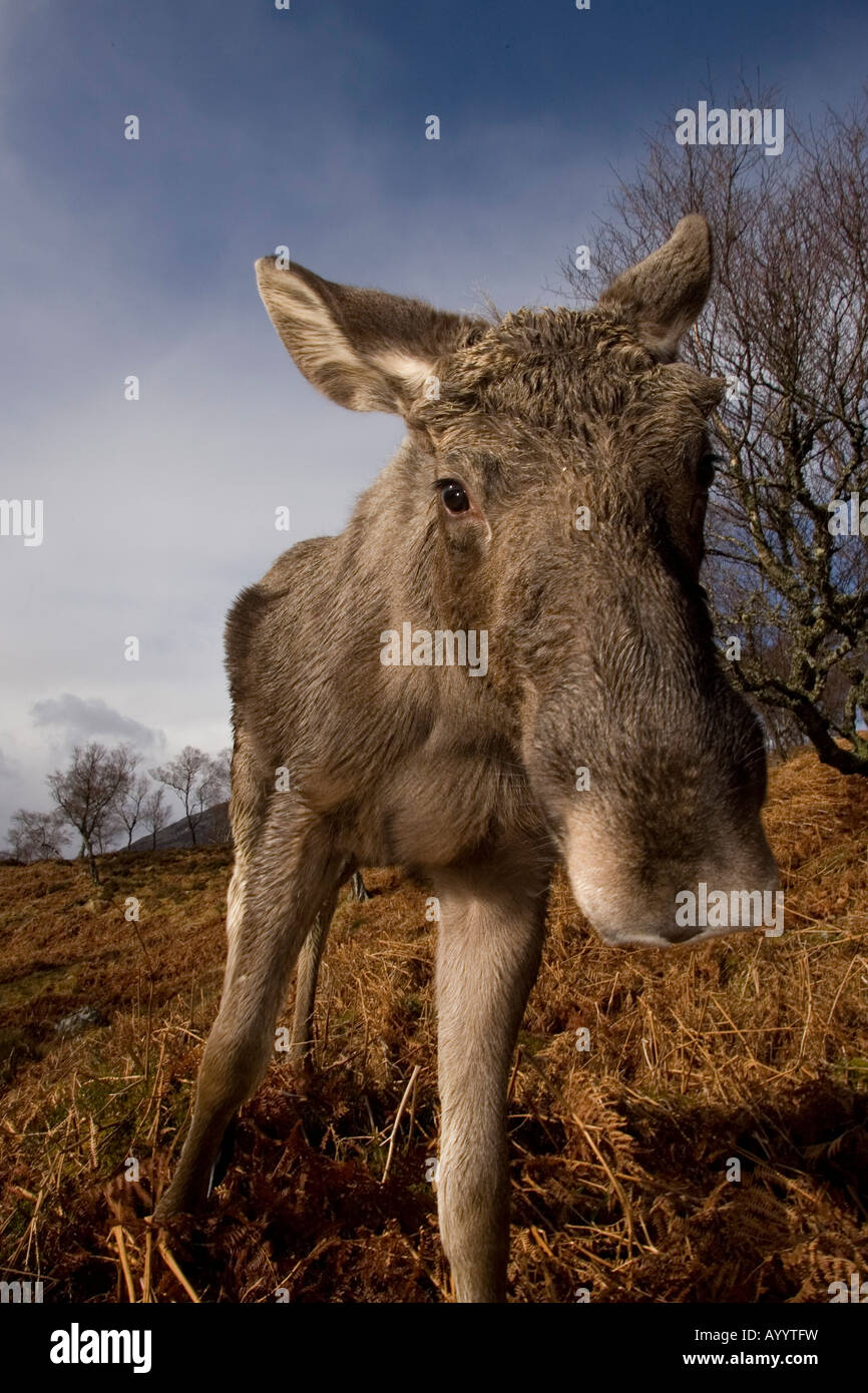 Wiedereingeführt Elch Elch auf Alladale Estate, Schottland Stockfoto