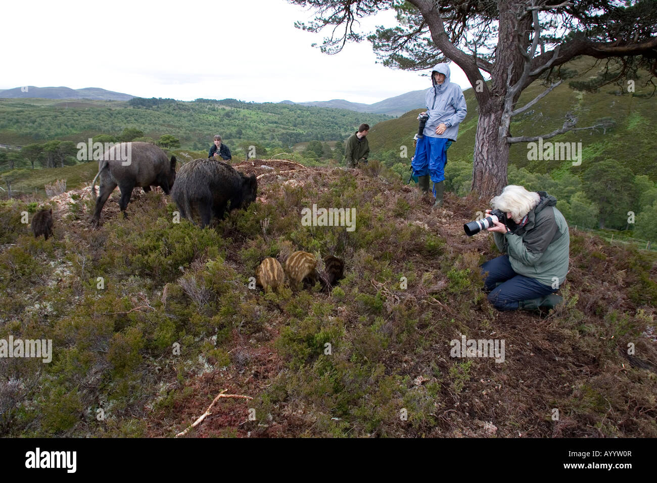 Gast Photographingwild Wildschwein, Alladale Estate, Schottland Stockfoto
