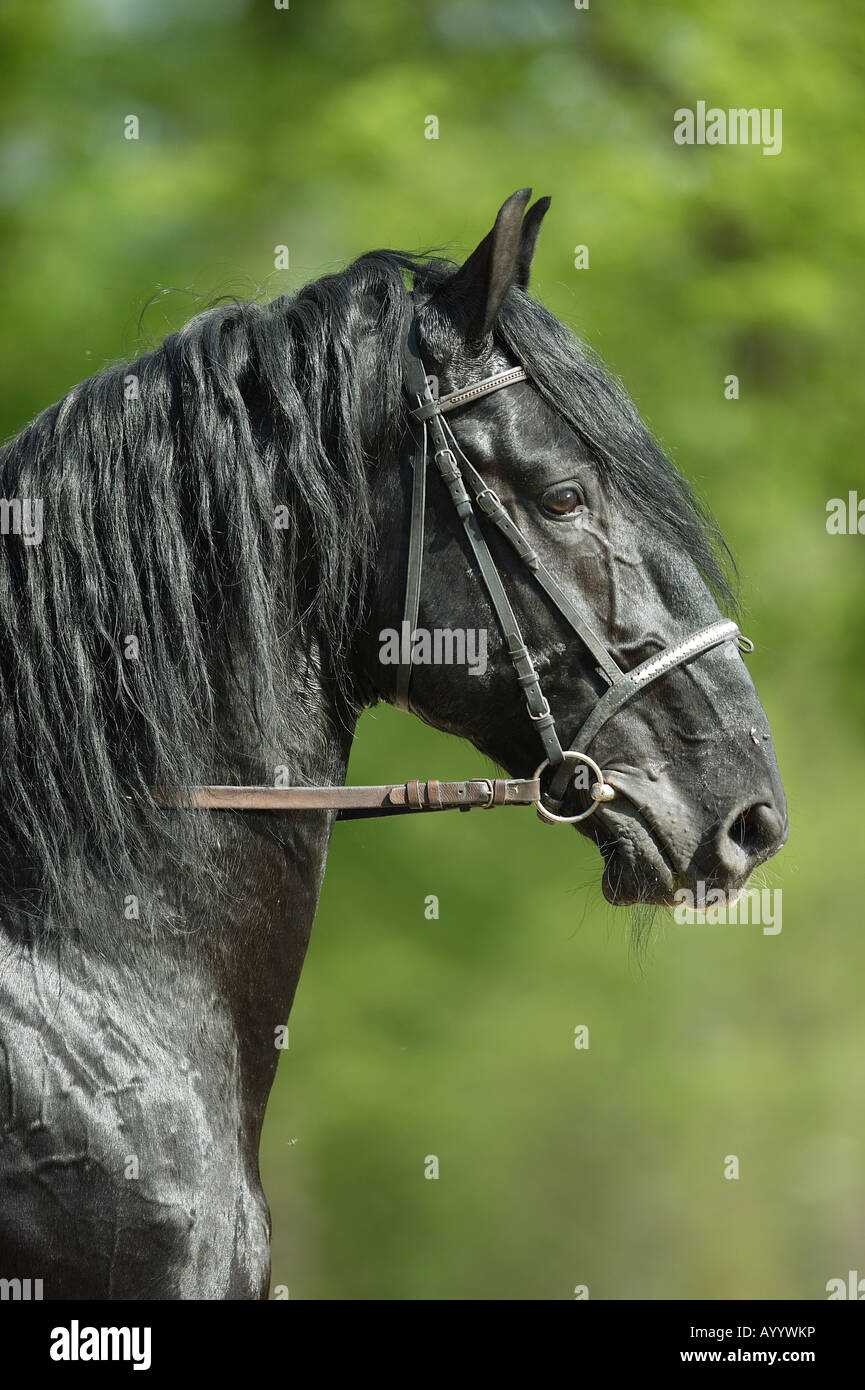 Kladruber - Porträt Stockfoto