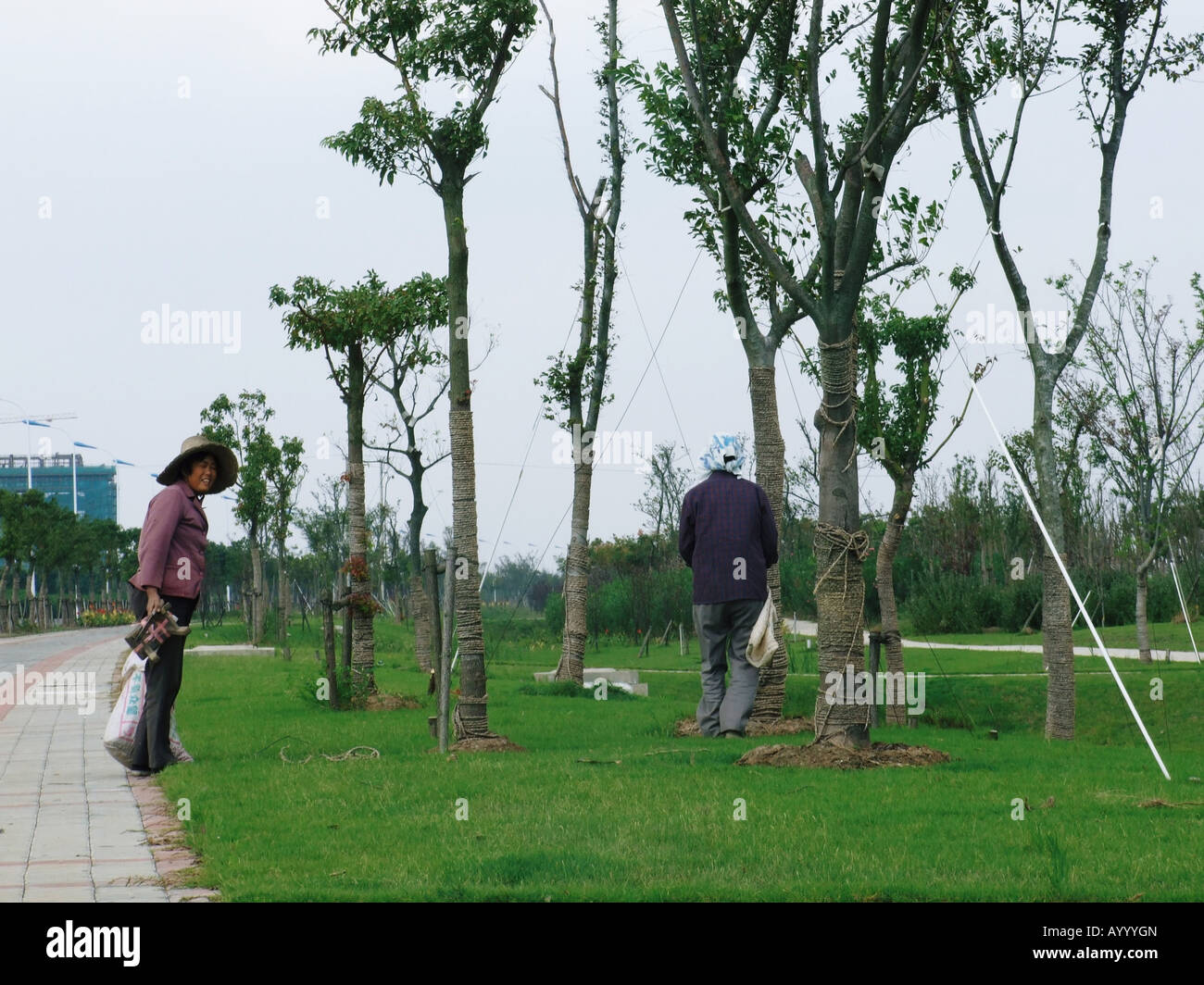 Gärtner zwischen Bäumen in Lingang New City in der Nähe von Shanghai China Stockfoto