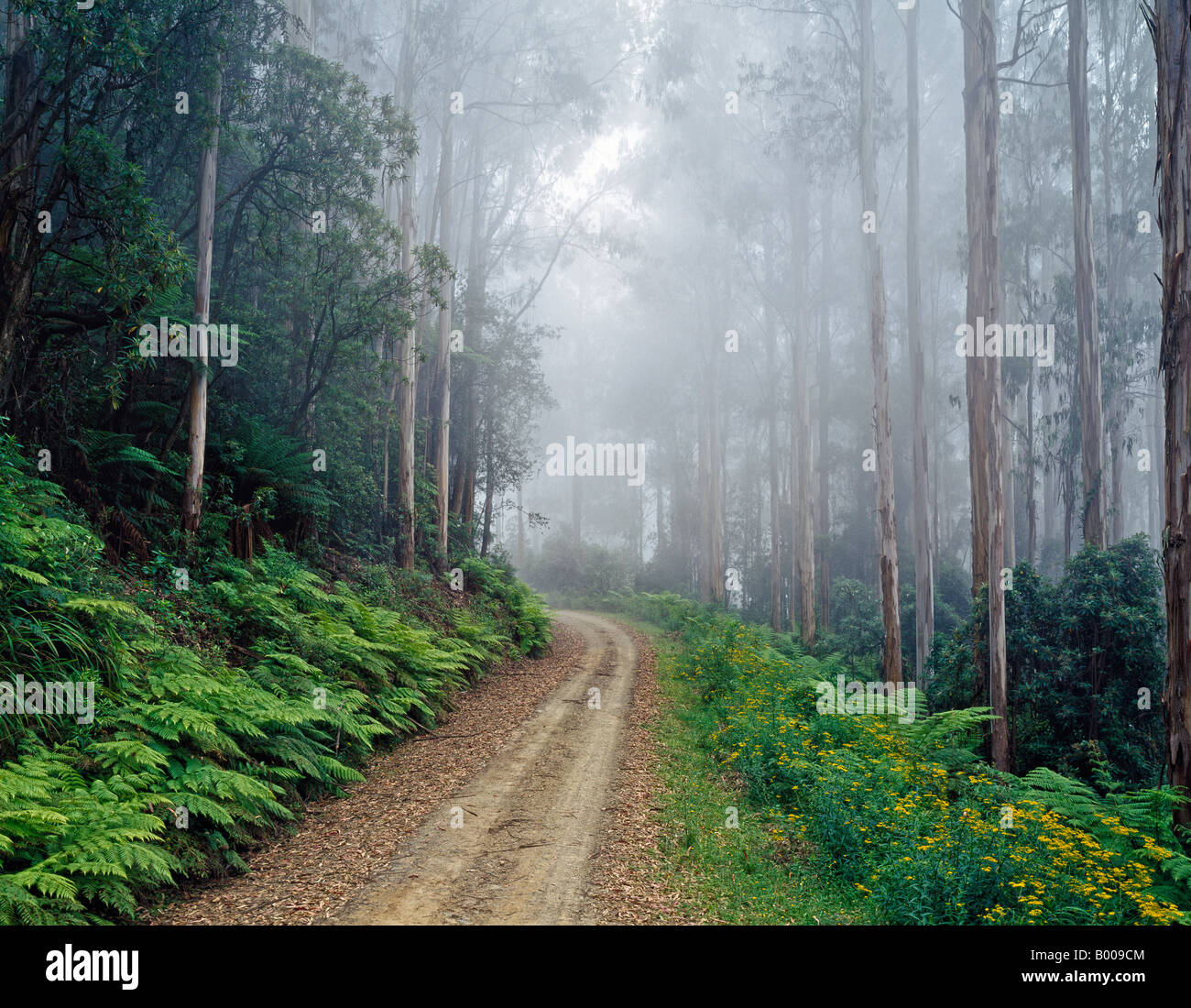 Errinundra Straße im Nebel Errinundra National Park Victoria Australien Stockfoto