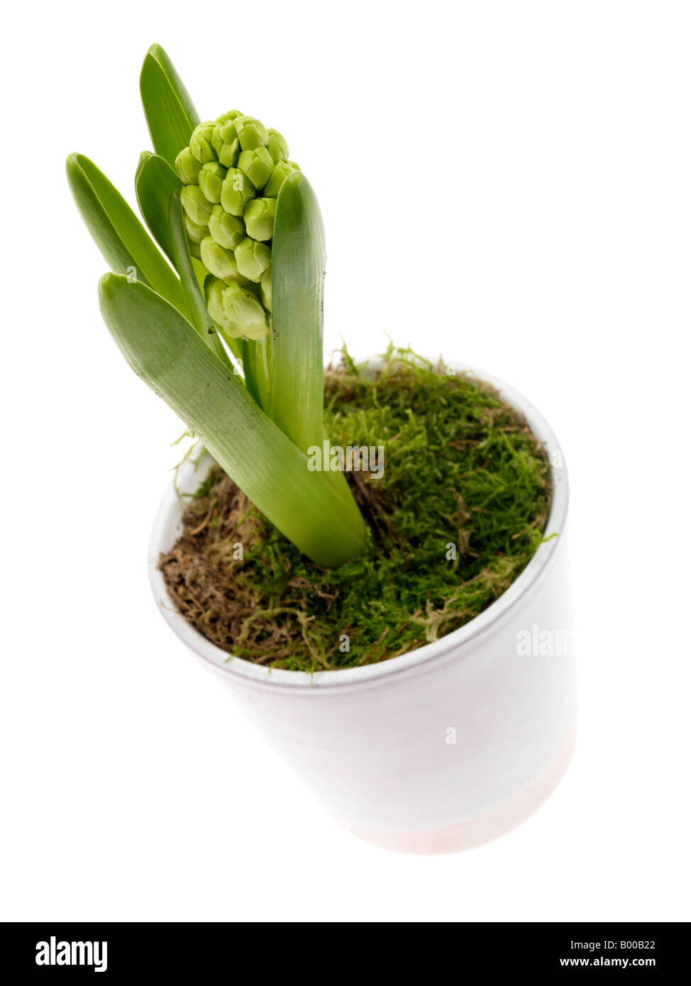 Hyazinthe Blume Stockfoto