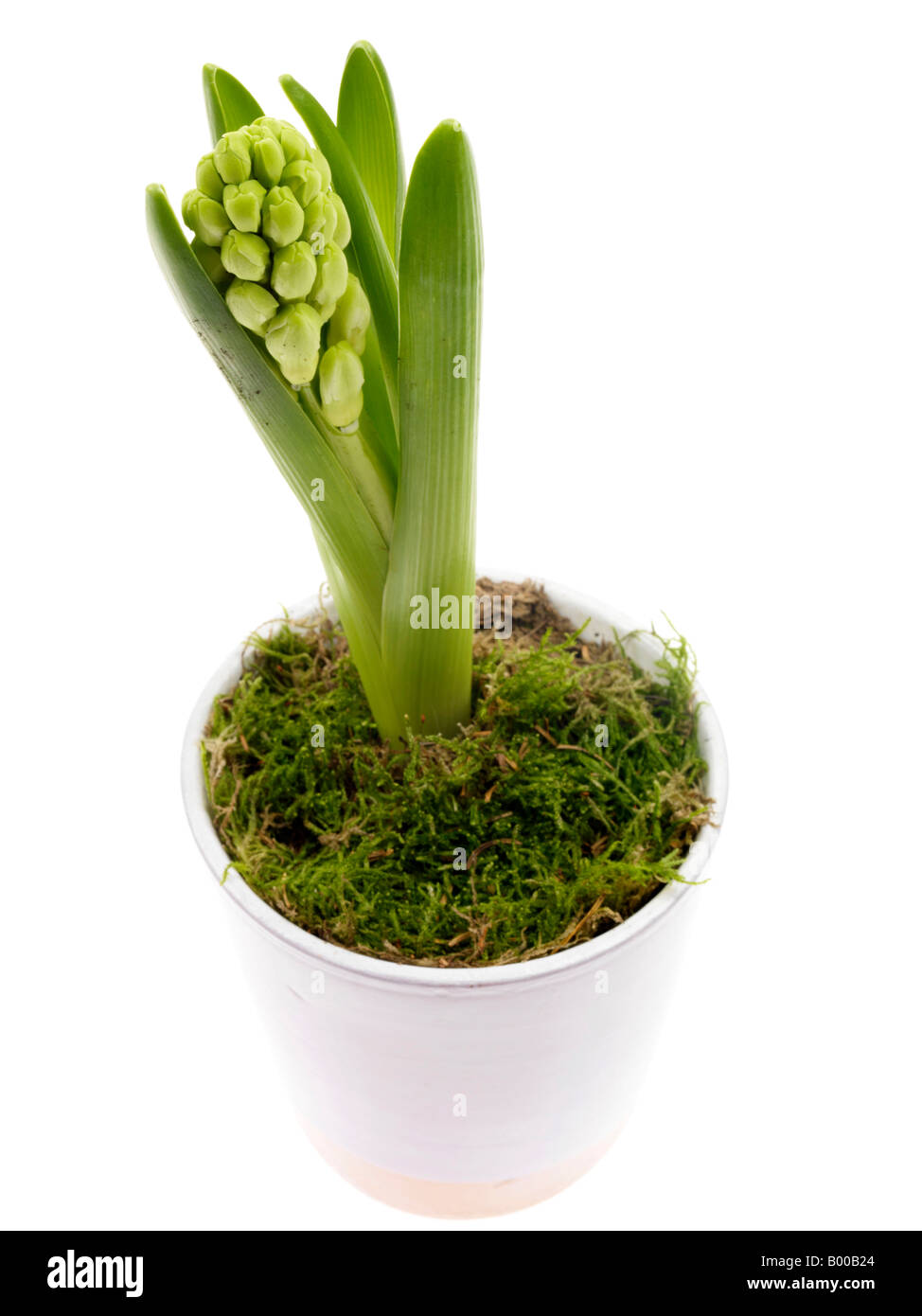 Hyazinthe Blume Stockfoto