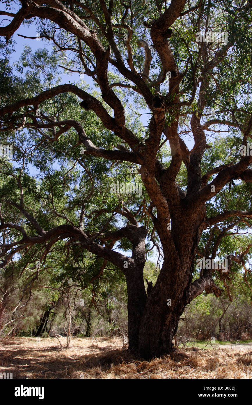 Großer Baum im Canning River Regional Park in der Nähe von Perth, Western Australia. Stockfoto