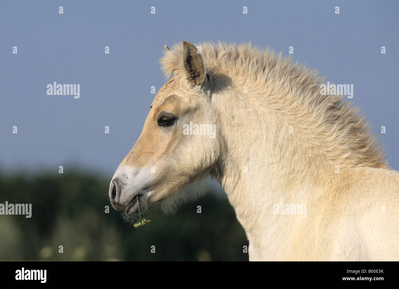 Fjord-Pferd (Equus Caballus), Porträt von einem Fohlen Stockfoto