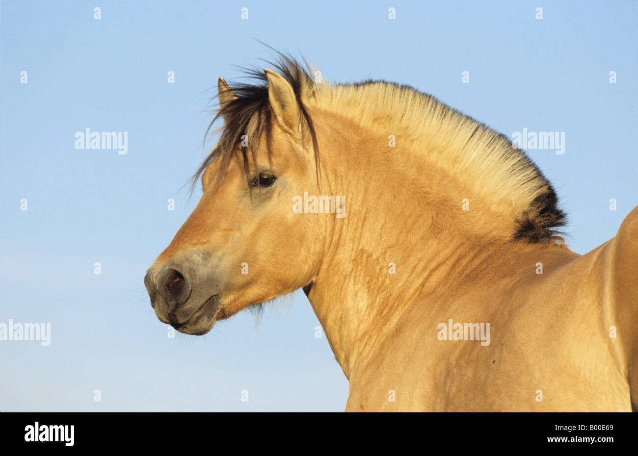 Fjord-Pferd (Equus Caballus), Portrait eines Hengstes Stockfoto