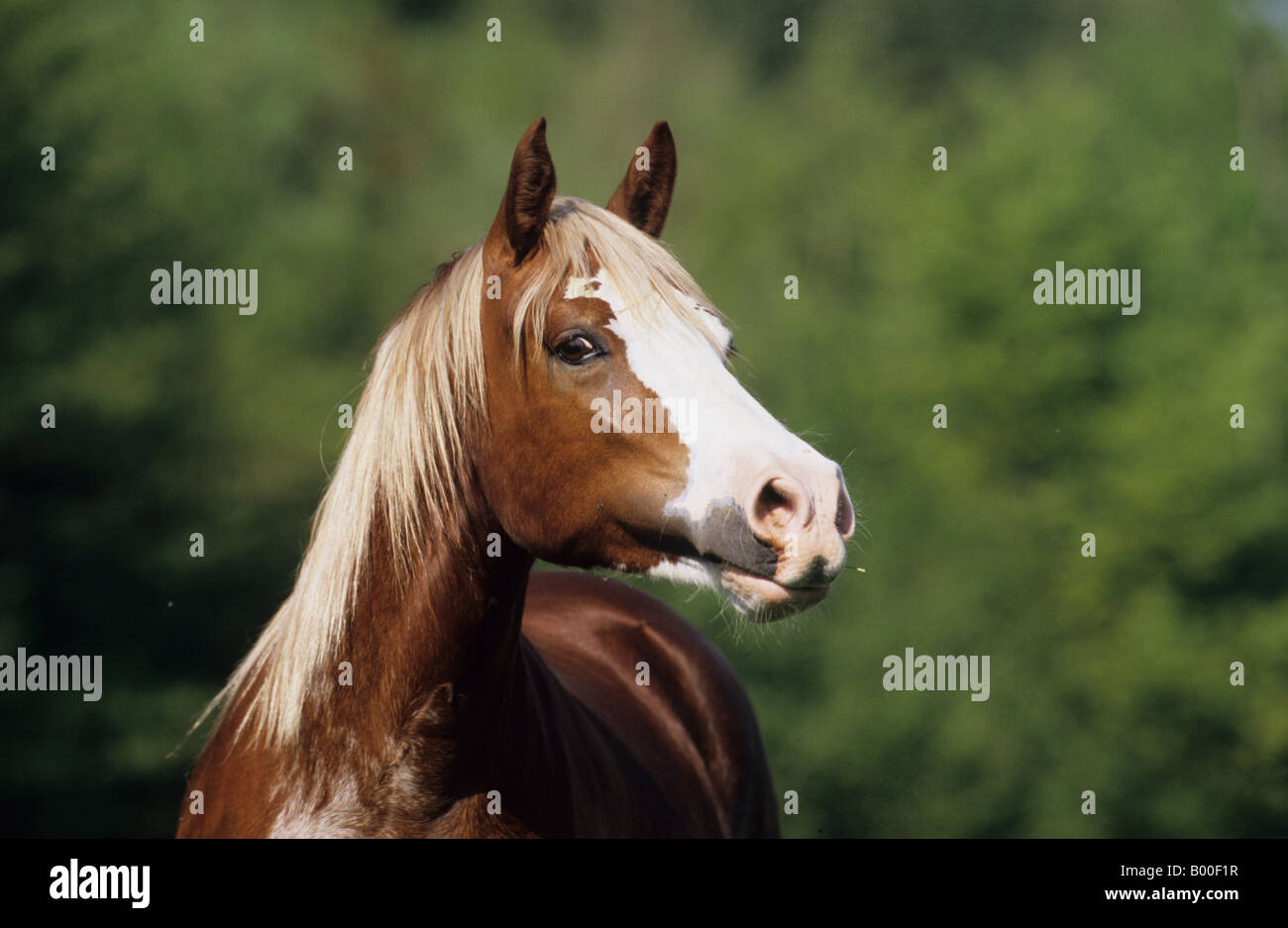 Welsh Cob Equus Caballus Stute Porträt Stockfoto