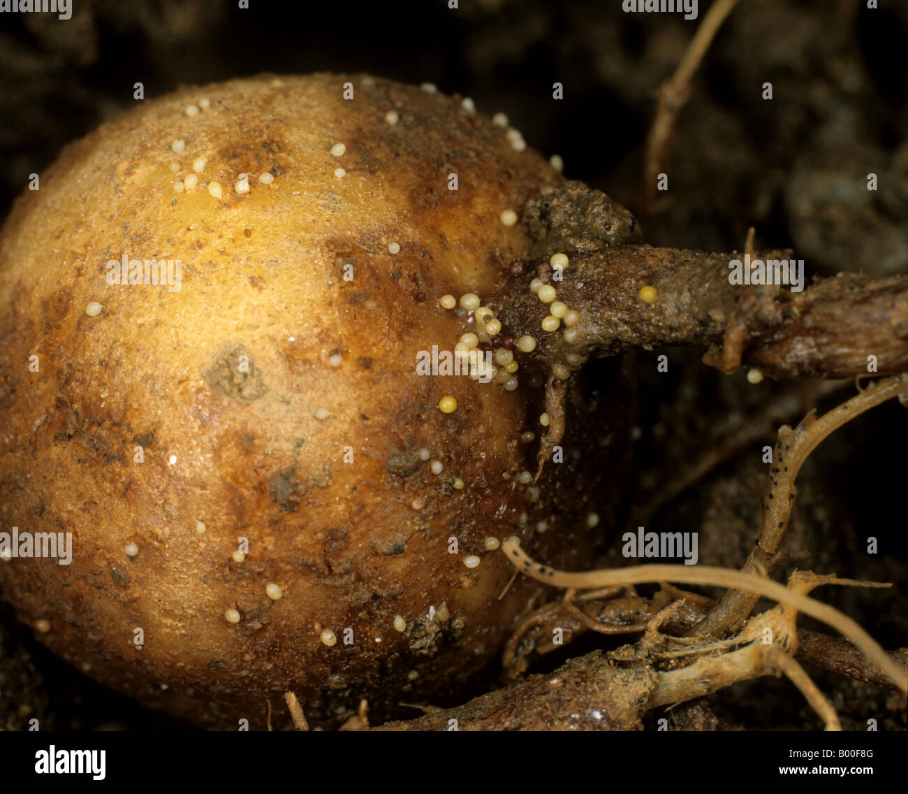 Blass oder gelb Kartoffel Zyste Nematoden Heterodera Pallida Zysten auf eine junge Kartoffelknolle Stockfoto