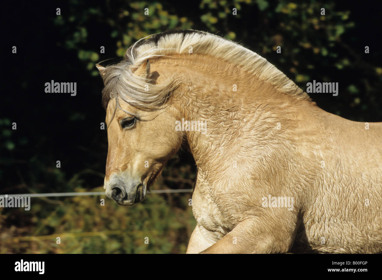 Fjord-Pferd (Equus Caballus), Porträt von einem Hengst Stockfoto