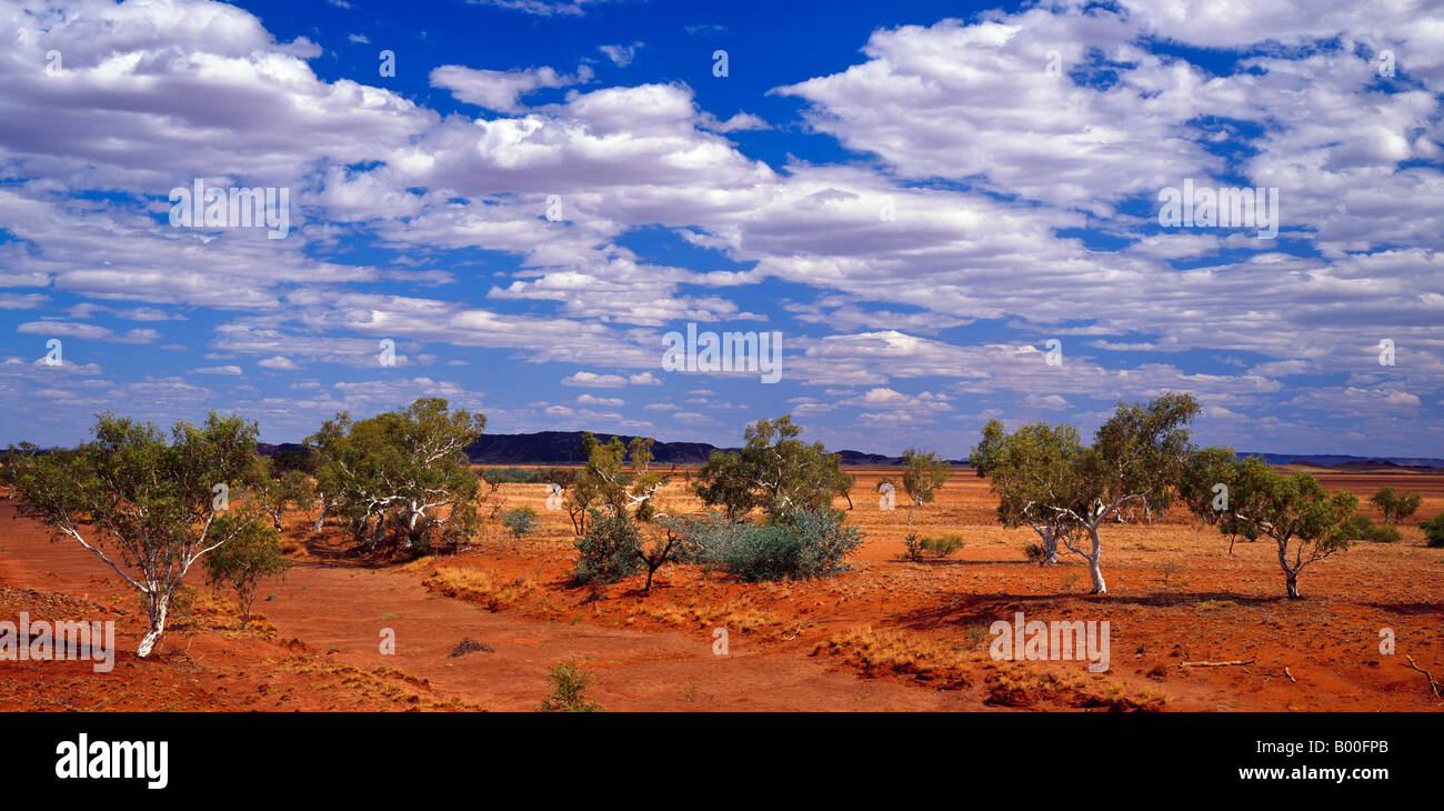 Glatte bellte Coolibah Bäume entlang Trockenfluss Pilbara Westaustraliens Stockfoto