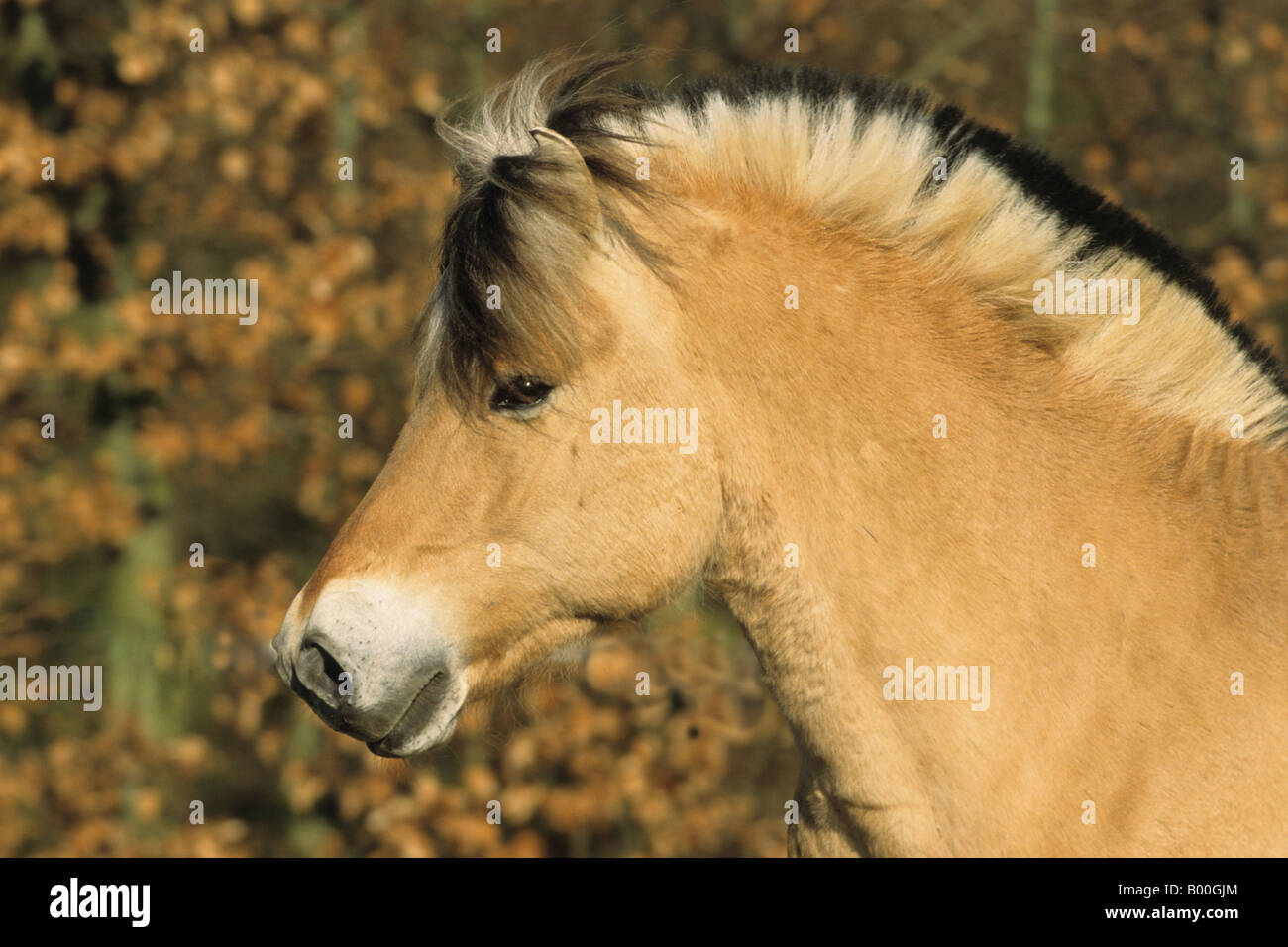 Fjord-Pferd (Equus Caballus), Porträt von einem Hengst Stockfoto
