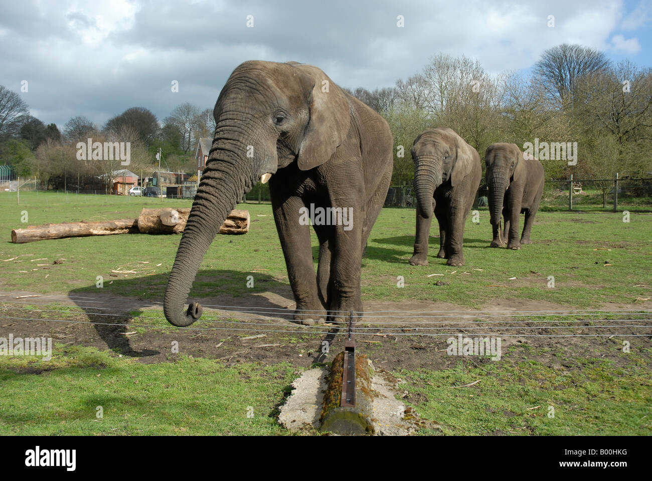 Eine Familie von Elefanten im West Midlands Safari Park in der Nähe von Kidderminster in Worcestershire England UK Stockfoto