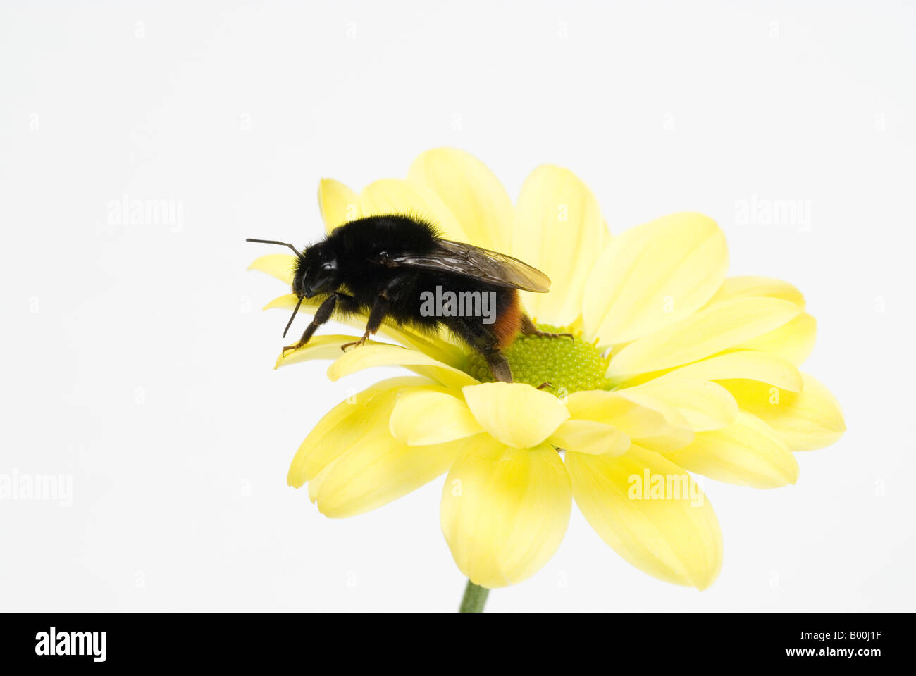 Red tailed Bumble Bee Bombus Lapidarius Hummel auf Blume Stockfoto