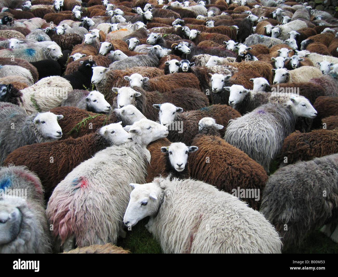 Schafe, die Sperrung der Straße, Lake District, Cumbria Stockfoto
