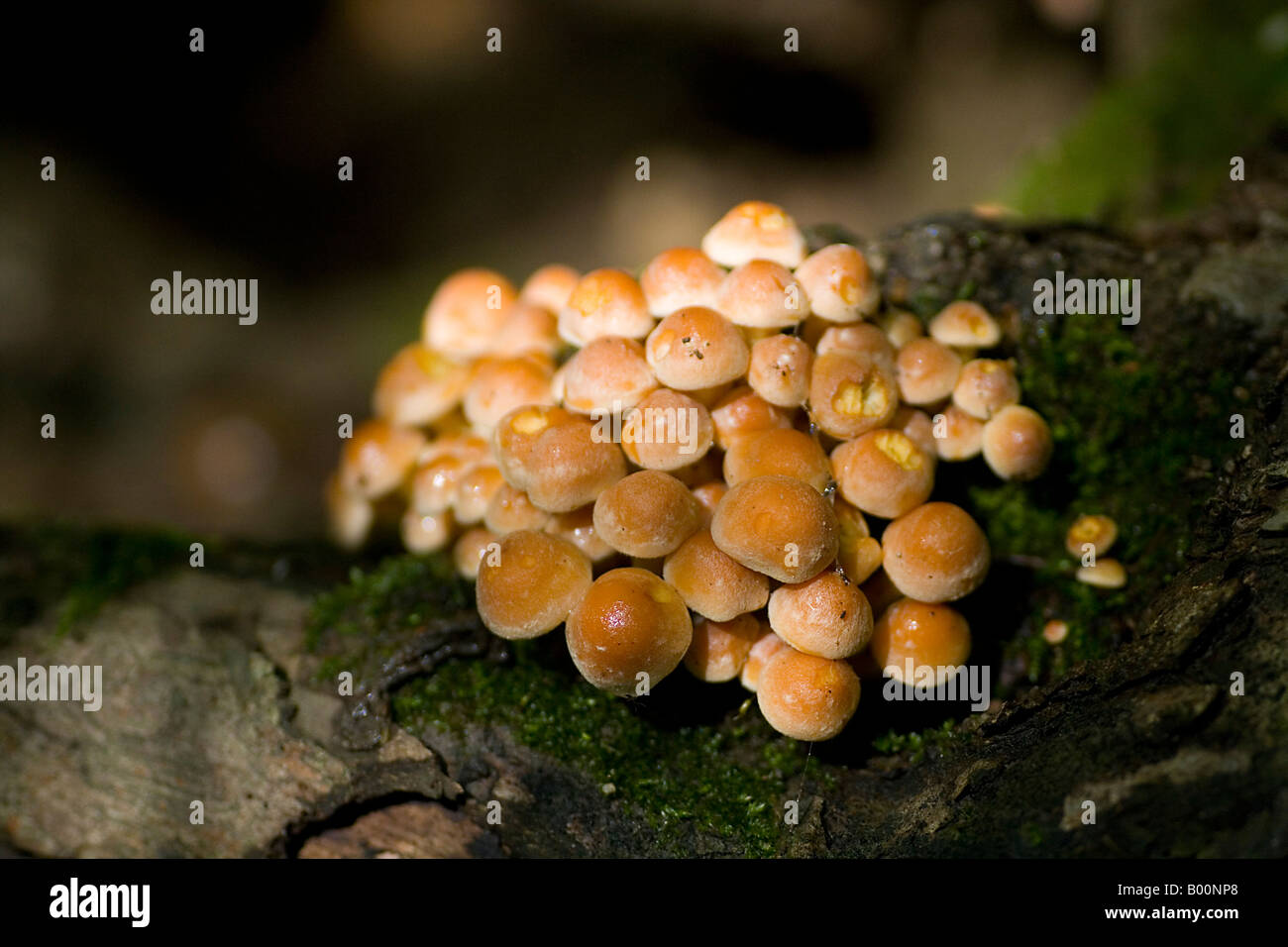 Greenleaved Schwefel-Kopf Stockfoto