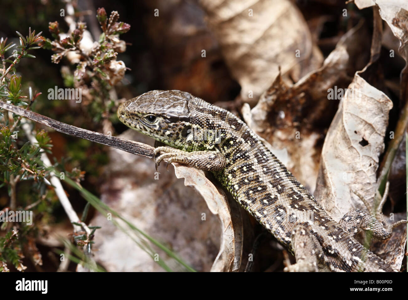 Weibliche Zauneidechse Lacerta Agilis Stockfoto