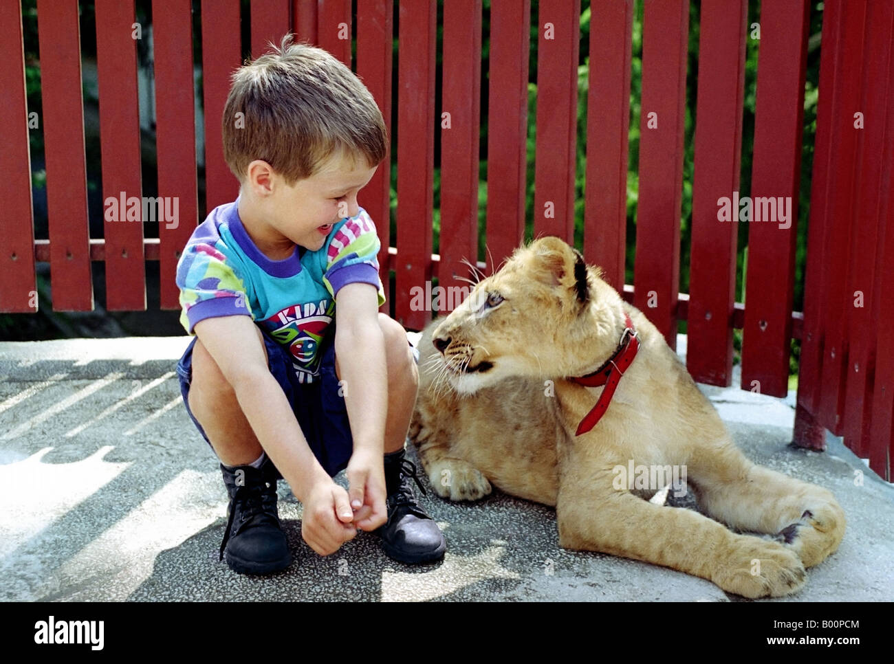 Kind und Lion Cub sahen einander vor crimson Zaun Stockfoto