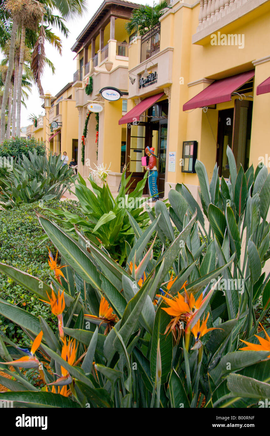 Tropischen Paradiesvogel Blumen auf Fifith Straße in Naples Florida USA Stockfoto