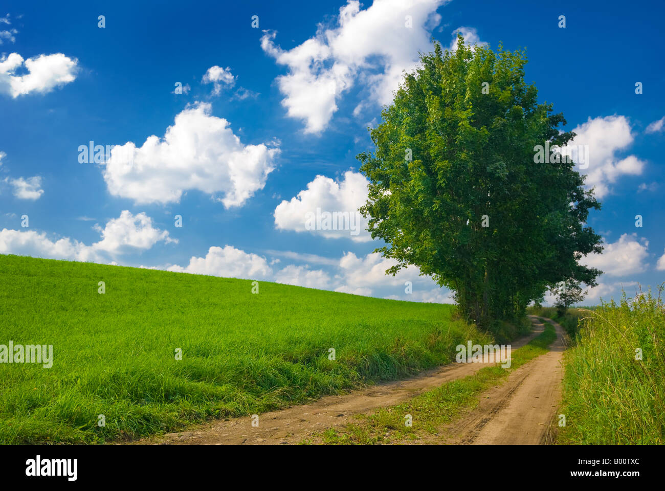 Sommerlandschaft - einsame Baum in der Nähe von Landstraße gesättigt. Masuren, Polen. Stockfoto