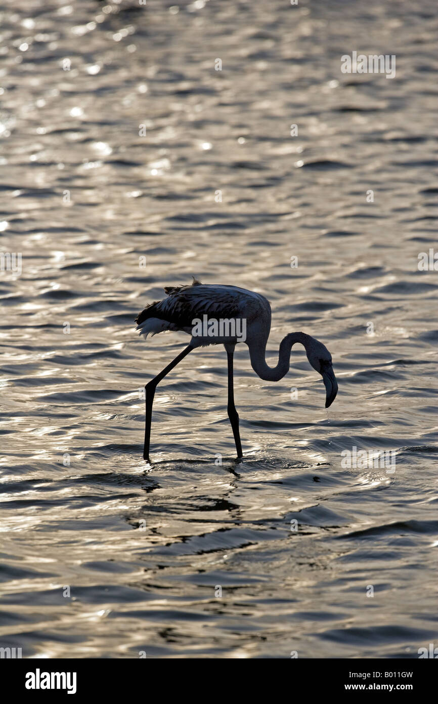 Erongo Region, Walvis Bay, Namibia. In der Lagune waten Rosaflamingos (Phoenicopterus Roseus) durch den Schlamm. Stockfoto