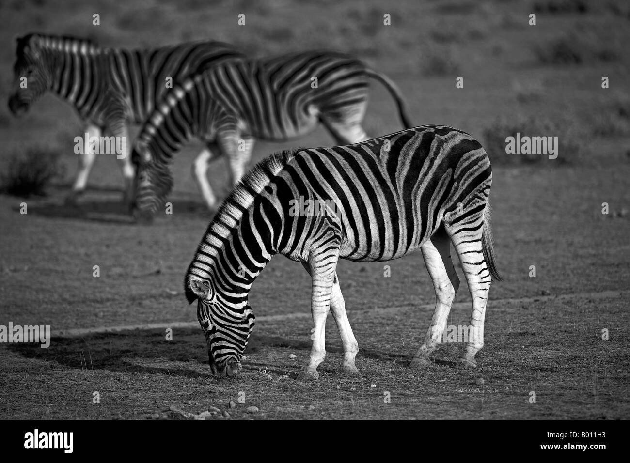 Namibia, den Etosha Nationalpark. Burchells Zebra (Equus Quagga Burchellii) Weiden auf den Salinen des Etosha National Park. Stockfoto
