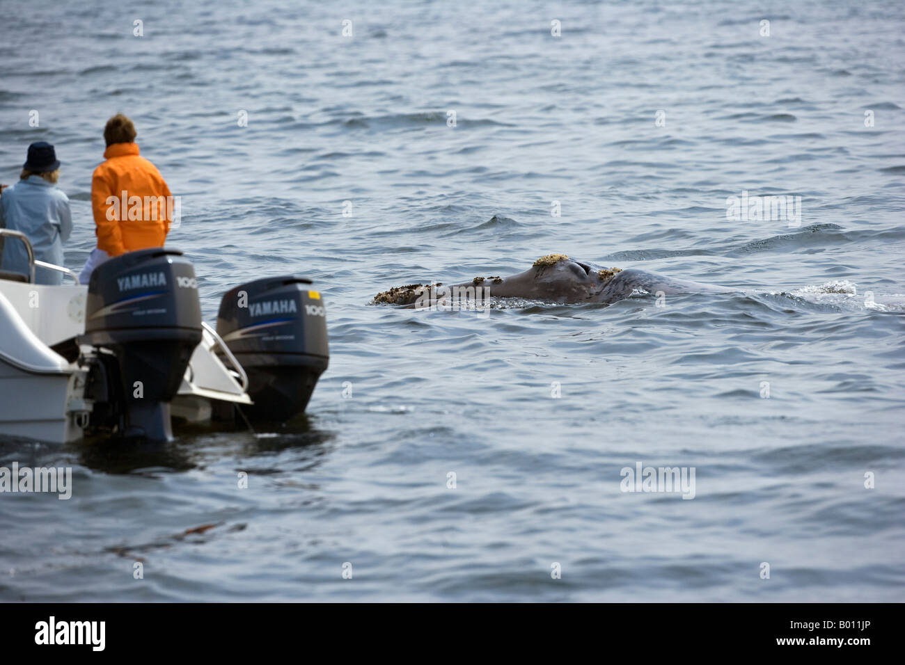 Erongo Region, Walvis Bay, Namibia. Eine Whale-watching Boot erhält eine enge Sicht eines auftauchen Buckelwal. Stockfoto