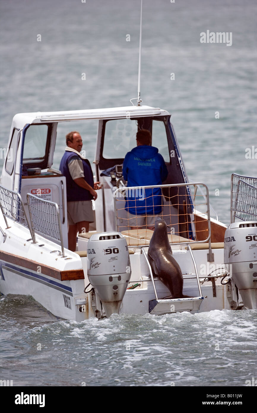 Erongo Region, Walvis Bay, Namibia.  Ein Ausflugsschiff Natur übernimmt einen weiteren Passagier als ein Seebär sucht einfach essen. Stockfoto