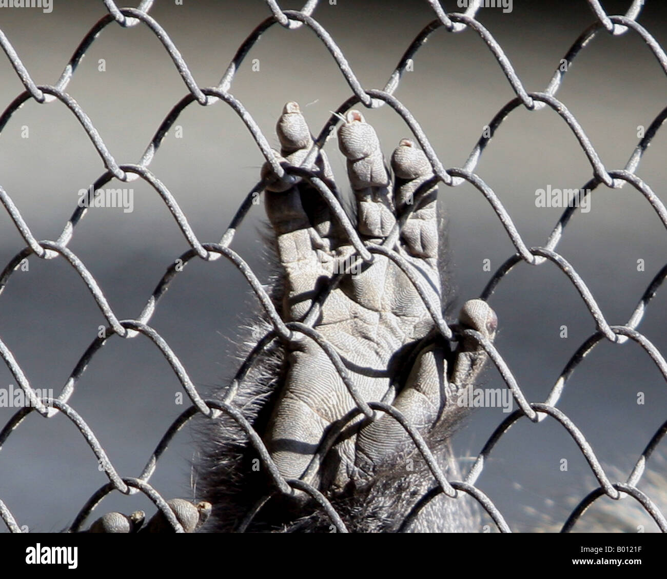 Schwarzen & weiße Foto des Affen hand auf Maschendrahtzaun tagsüber im zoo Stockfoto